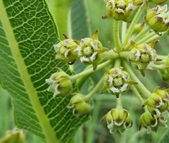 Xysmalobium