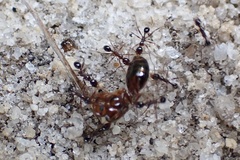 Pheidole obscurithorax