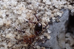 Pheidole obscurithorax