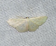 Scopula benitaria