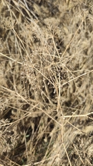 Gypsophila paniculata