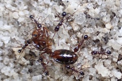 Pheidole obscurithorax