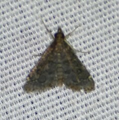 Steniodes declivalis