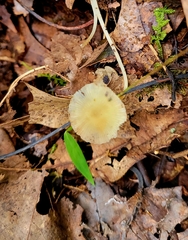 Mycena crocea