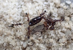 Pheidole obscurithorax