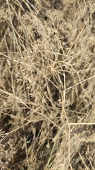 Gypsophila paniculata