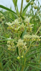 Gomphocarpus fruticosus fruticosus