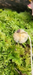 Mycena crocea