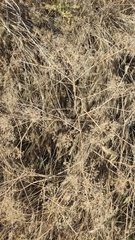 Gypsophila paniculata