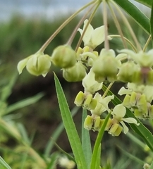 Gomphocarpus fruticosus fruticosus