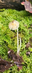 Mycena crocea