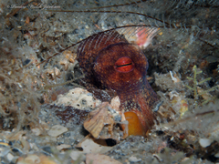 Octopus americanus