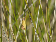 Chrysonoma tentatella