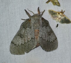 Syssphinx heiligbrodti