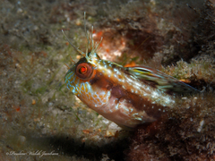 Parablennius marmoreus