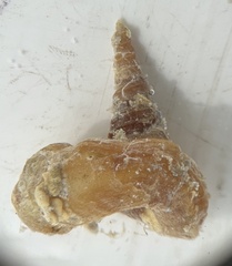 Vermicularia spirata