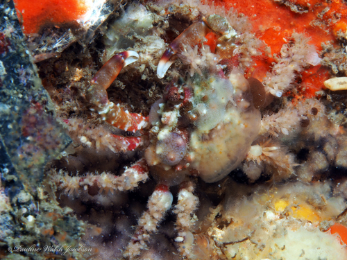 sharphorn clinging crab