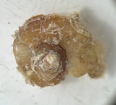 Vermicularia spirata