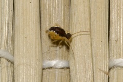 Sminthurus maculatus