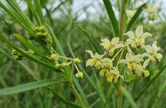 Gomphocarpus fruticosus fruticosus