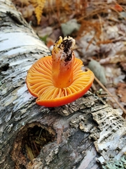 Hygrocybe punicea