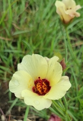 Hibiscus pusillus
