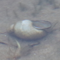 Lymnaea stagnalis
