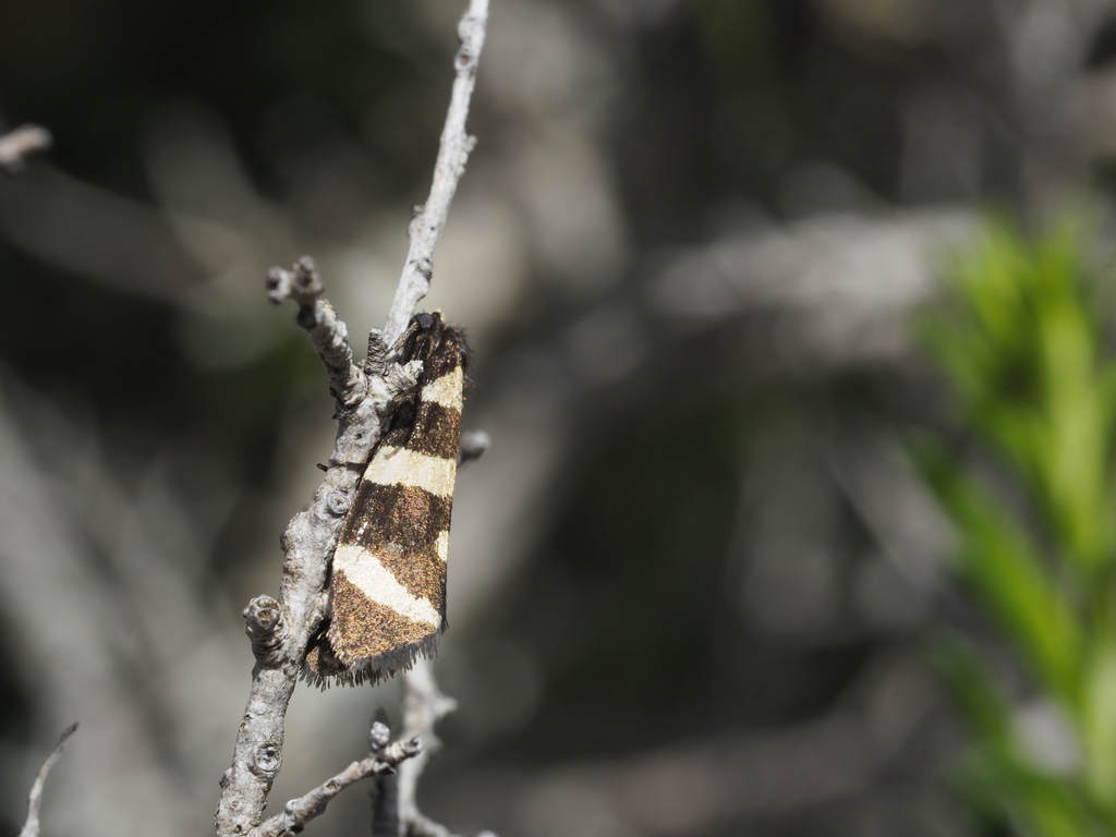 Lepidoscia arctiella