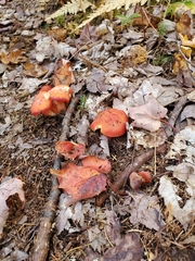 Hygrocybe punicea