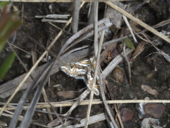 Anydraula glycerialis