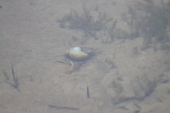 Lymnaea stagnalis