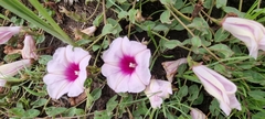 Ipomoea bathycolpos