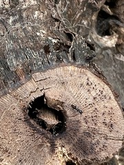 Ochetellus glaber