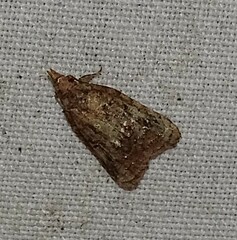 Platynota idaeusalis