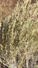 Artemisia nitrosa