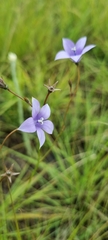 Wahlenbergia undulata