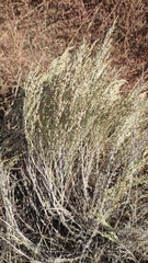 Artemisia nitrosa