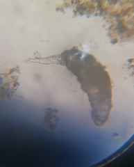 Rotaria sordida