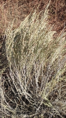 Artemisia nitrosa