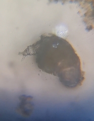 Rotaria sordida