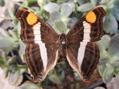 Doxocopa laure laure