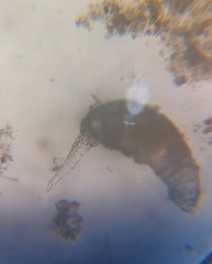 Rotaria sordida