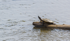 Graptemys pseudogeographica
