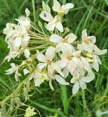 Pelargonium luridum