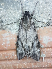 Erinnyis oenotrus