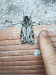 Erinnyis oenotrus