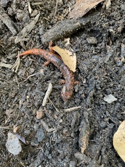Pseudotriton ruber