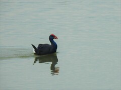 Porphyrio porphyrio