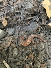 Pseudotriton ruber