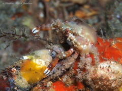 Amphithrax pilosus